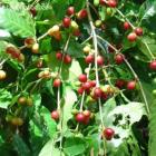 Korekafe to unlock mysteries of Haitian coffee